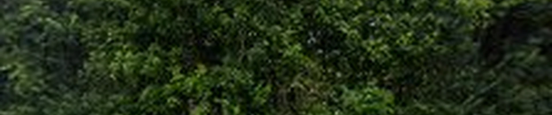 Evans Tree Care