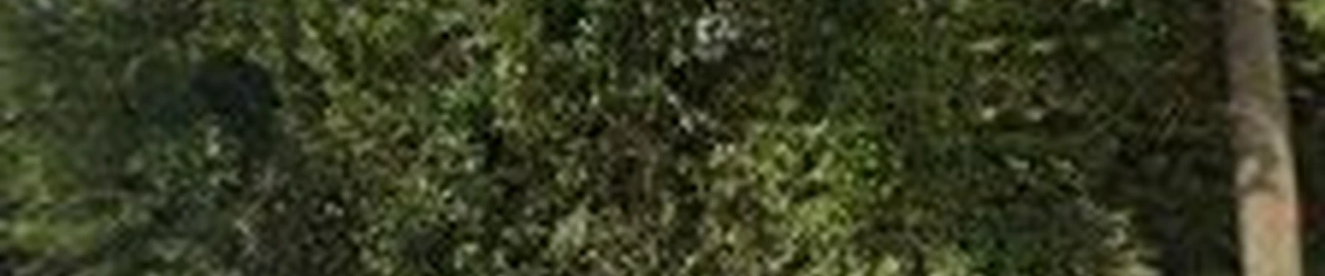 Champions Tree Preservation