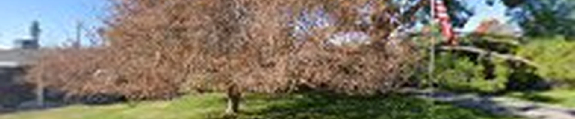 Badger Tree Service