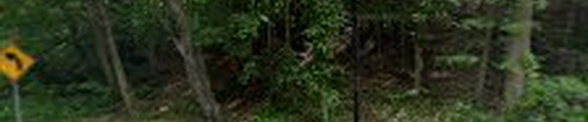 Bumblebee Tree Service & Landscape Design LLC