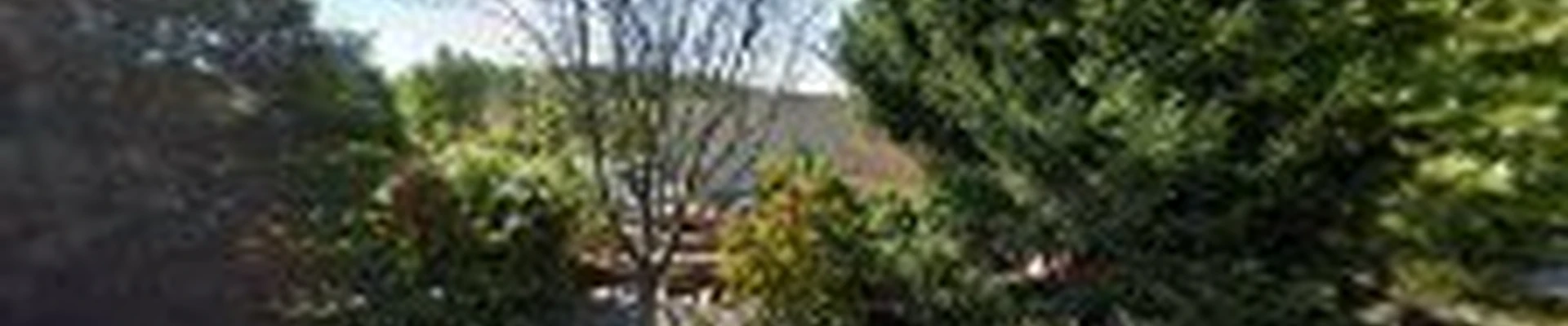 Springfield - Tree Cutting Services, Delaware PA