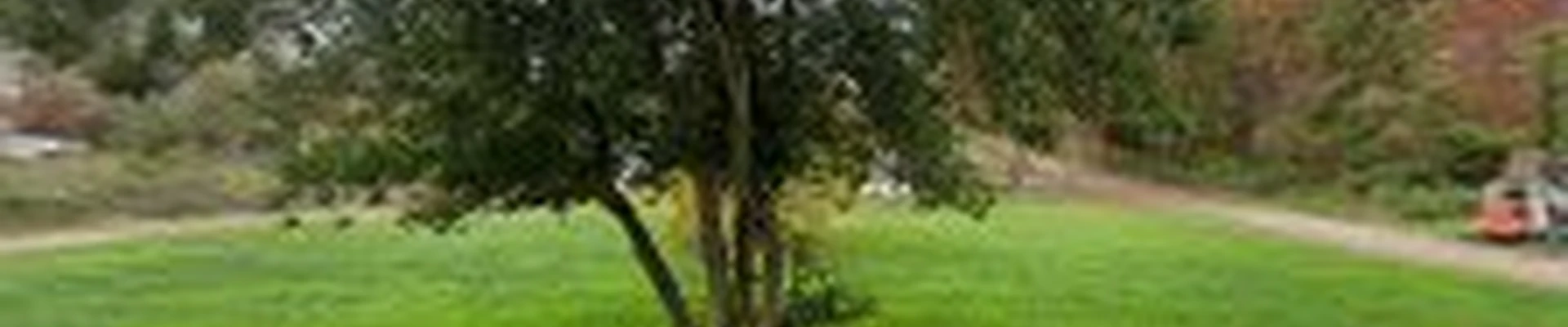 Lumberjack Tree Pros