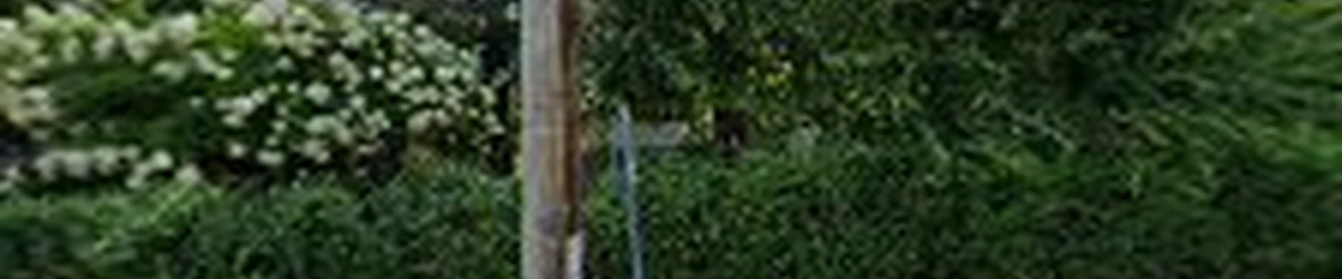 Cox & Company Inc Tree and Landscape Services