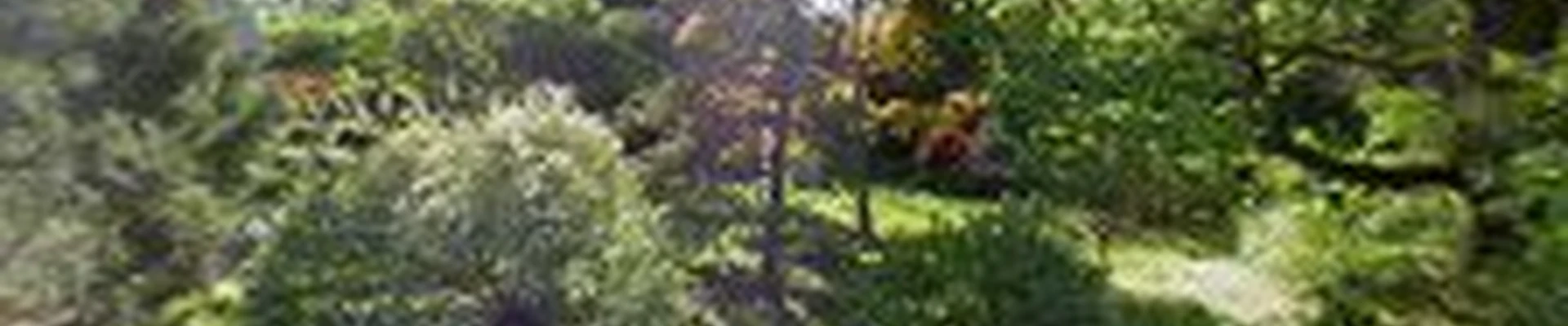 Lewis Tree Care Inc
