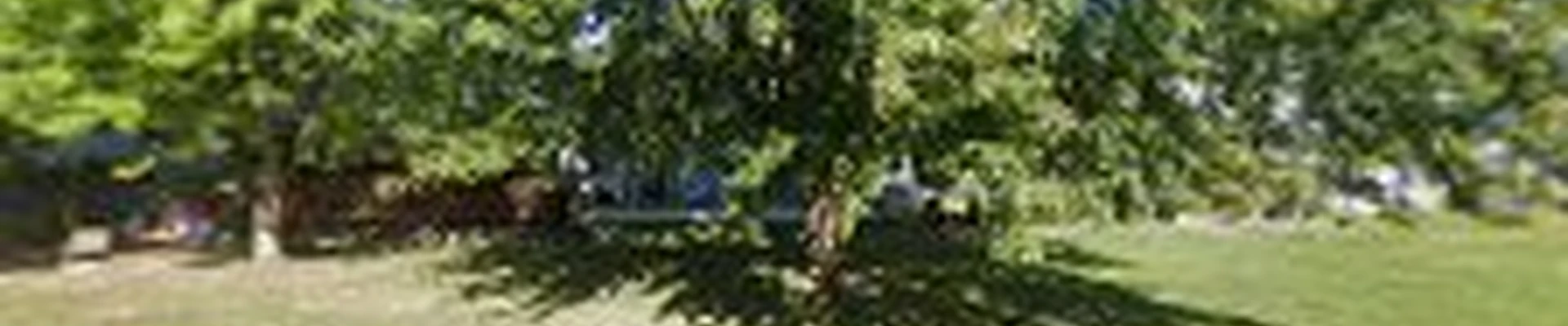 Alex y lester lawn tree care
