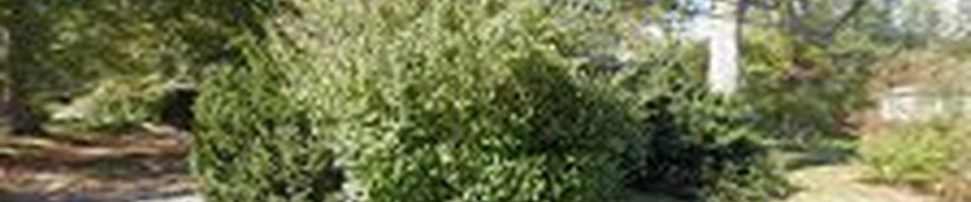 Gallagher Tree Service And Landscape Contracting
