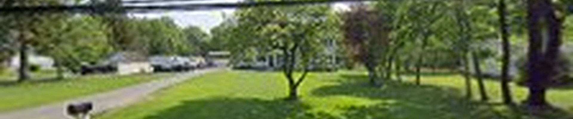Tree Lion LLC - Tree Services