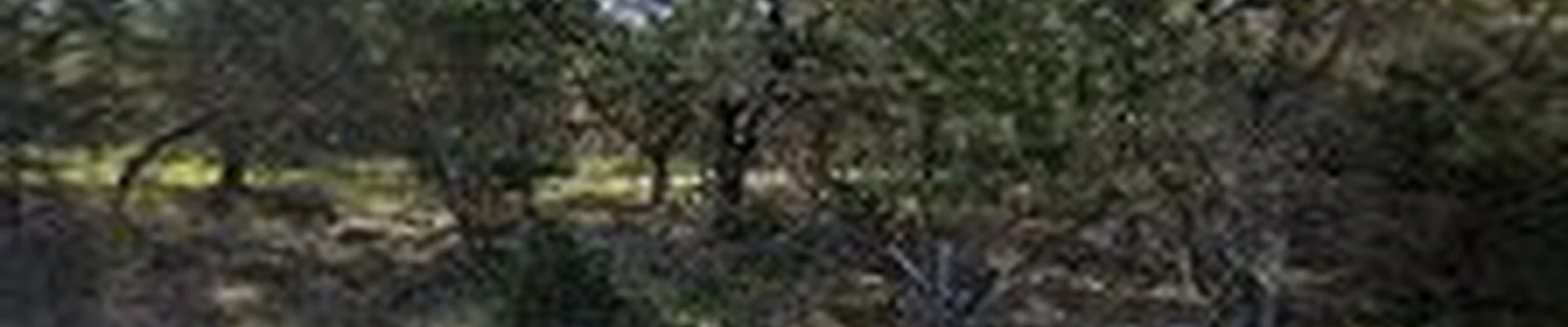 Urban Tree Company