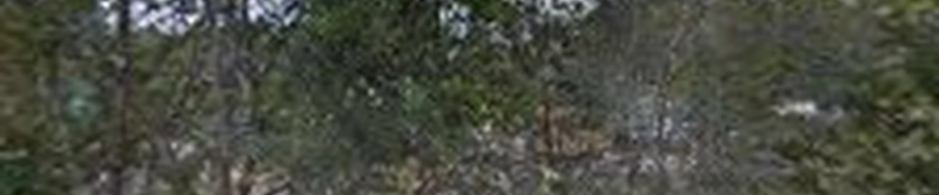 The Davey Tree Expert Company