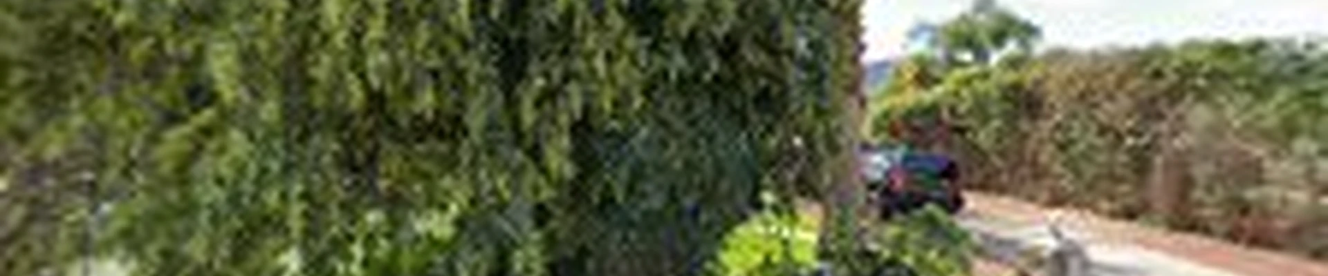 Palm Desert Tree Service