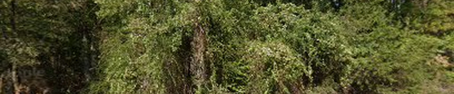 Smileys Tree Service Texas