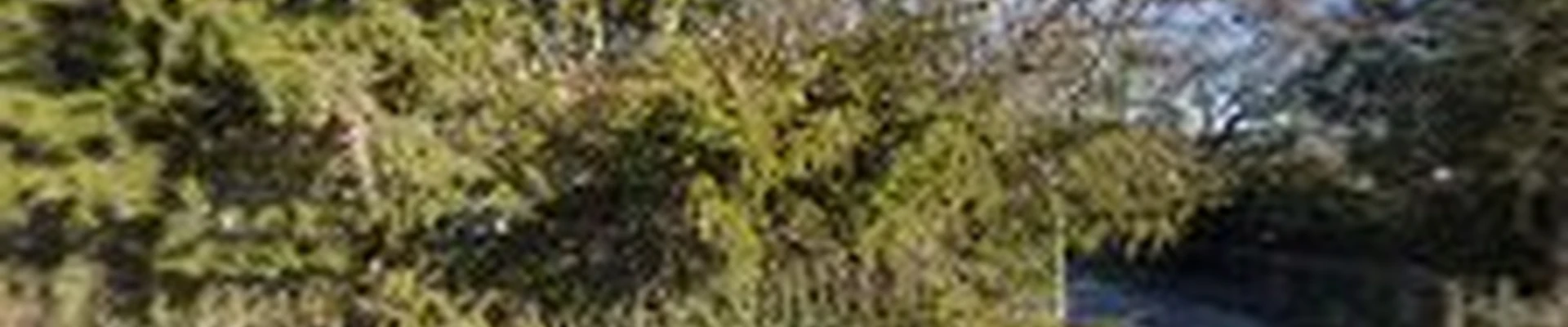 Trees by Vicente