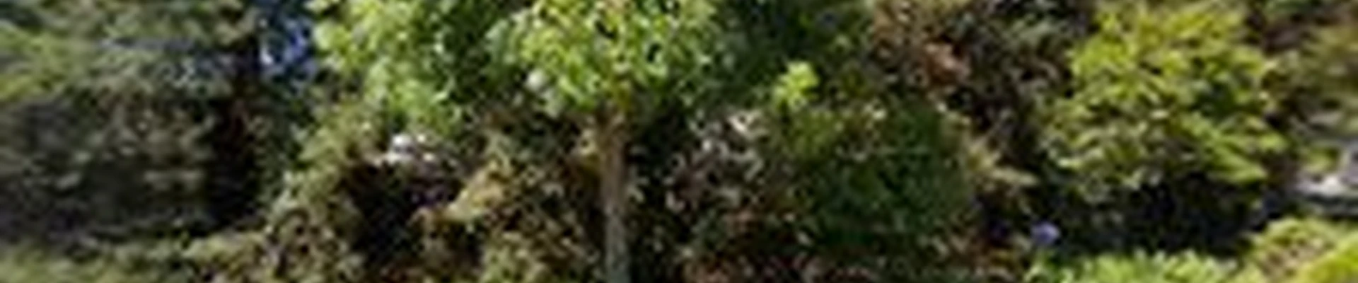 Bartlett Tree Experts
