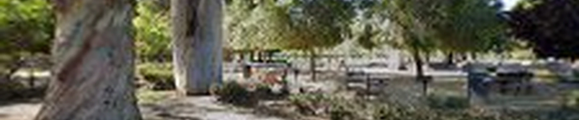 Blue Oak