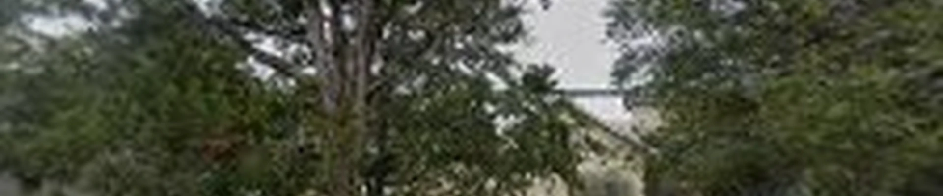 Tree Surgeons of Austin