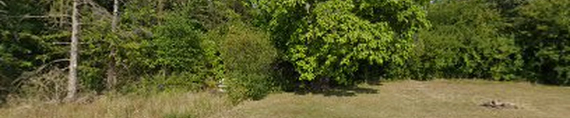 Cheap Tree Service