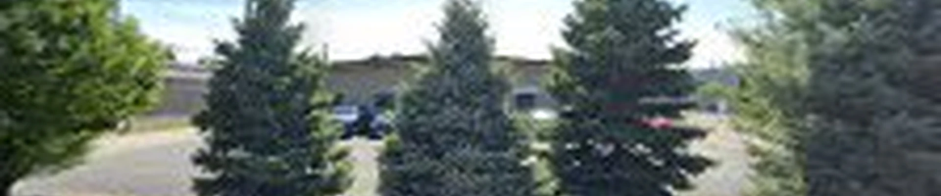 NexGreen Lawn and Tree Care