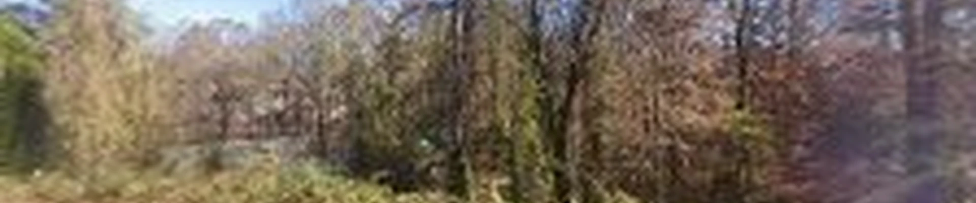 Hensley & Son's Tree Service