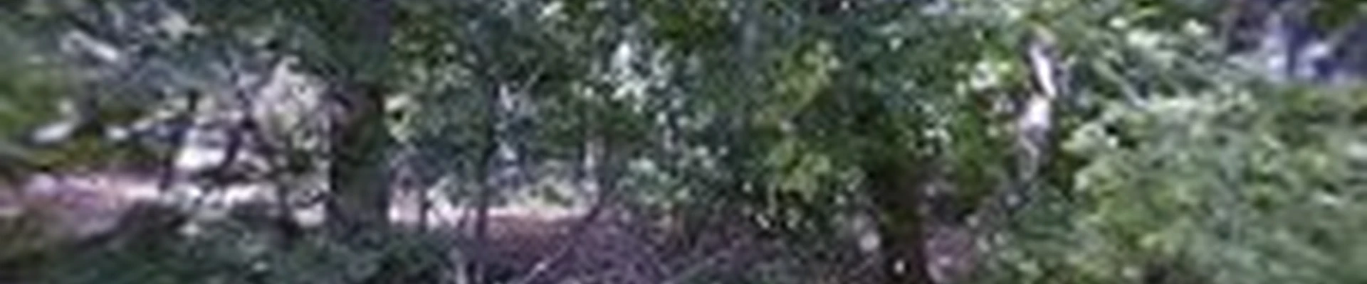 All Points Tree Service INC