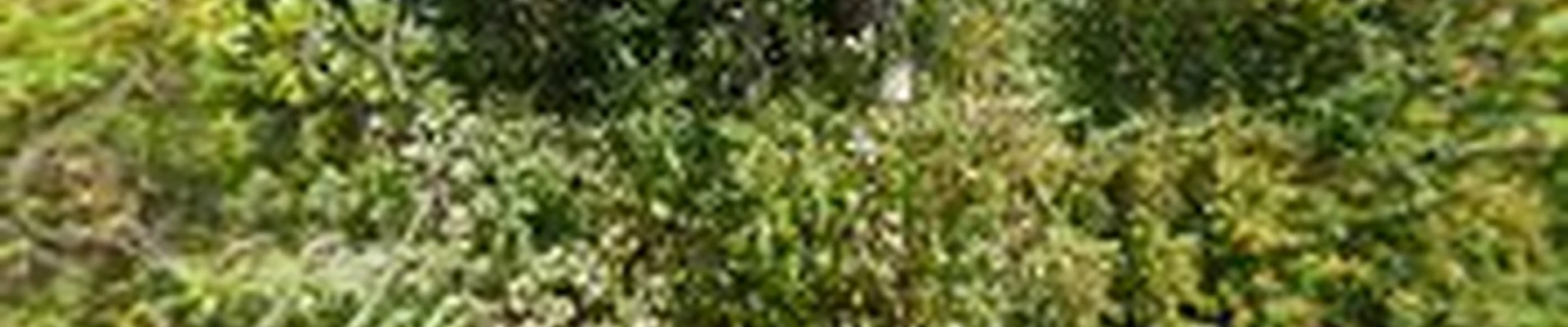 Townsend Arborcare