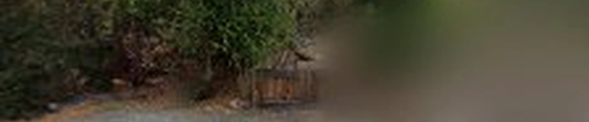 Bay Area Tree Care Inc