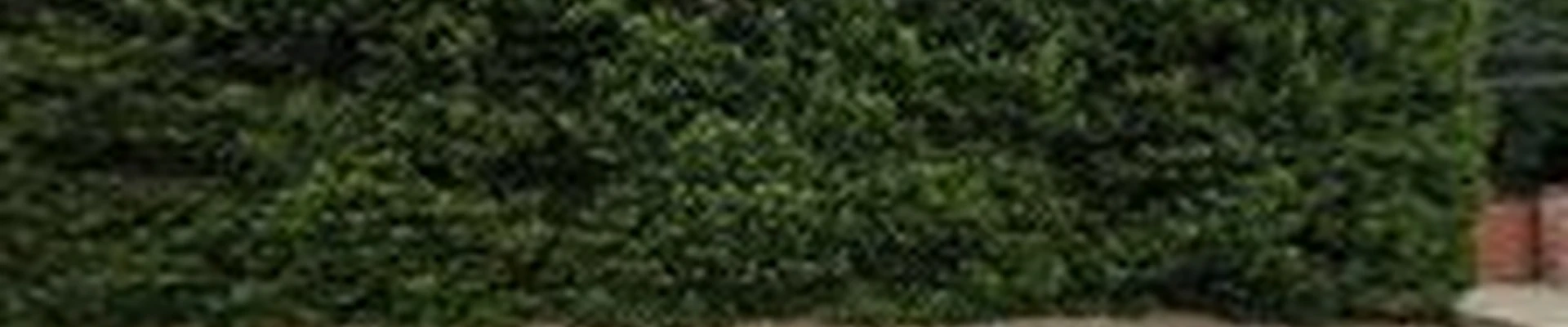 Quality Tree Care Arborist & Tree Removal