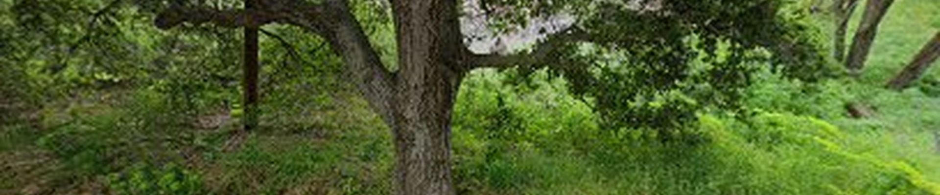 Waraner Tree Experts Dustin and Kim