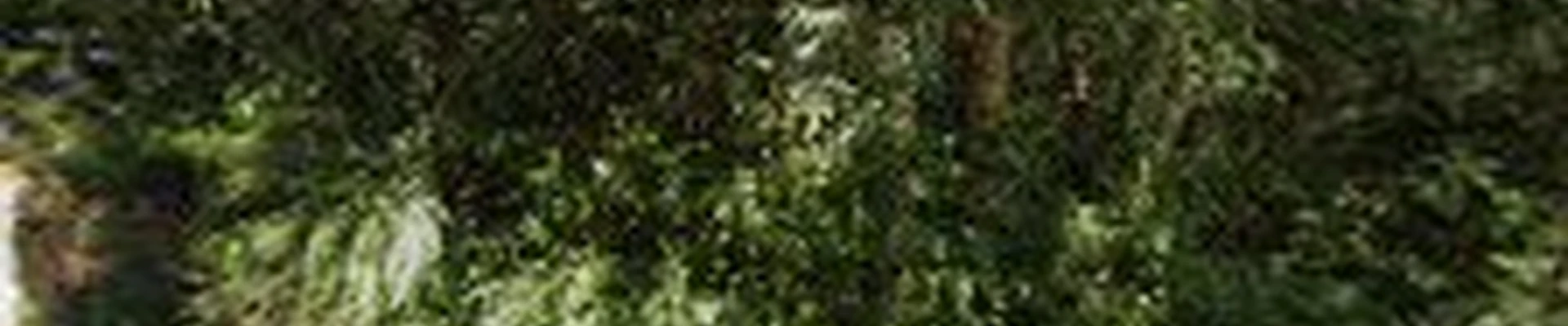 ARCHON TREE