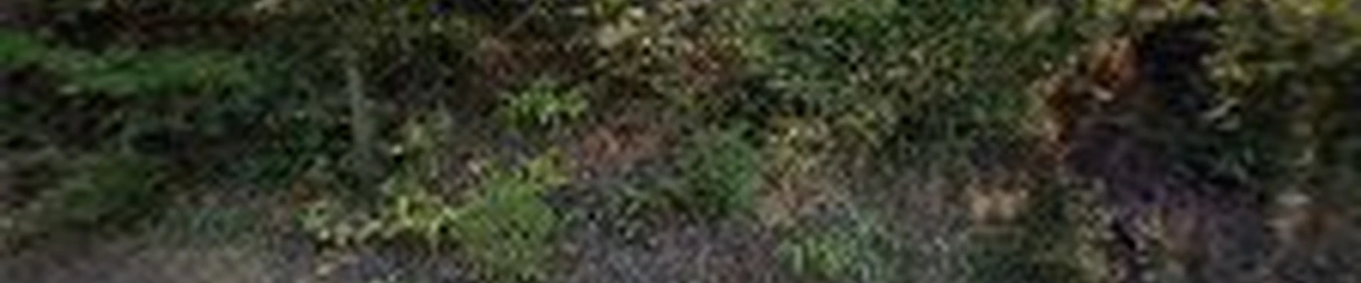 Thornhill Tree Care