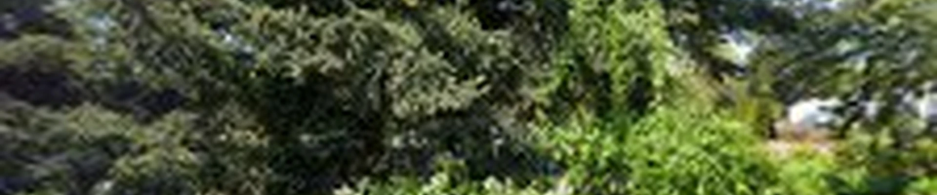 Anytime Tree Services