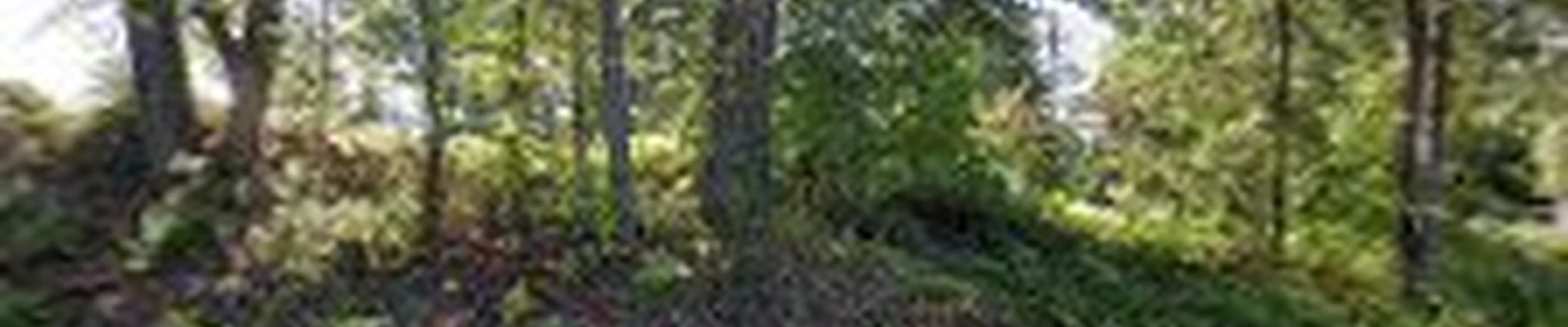 Diego's Tree Service & Landscaping LLC