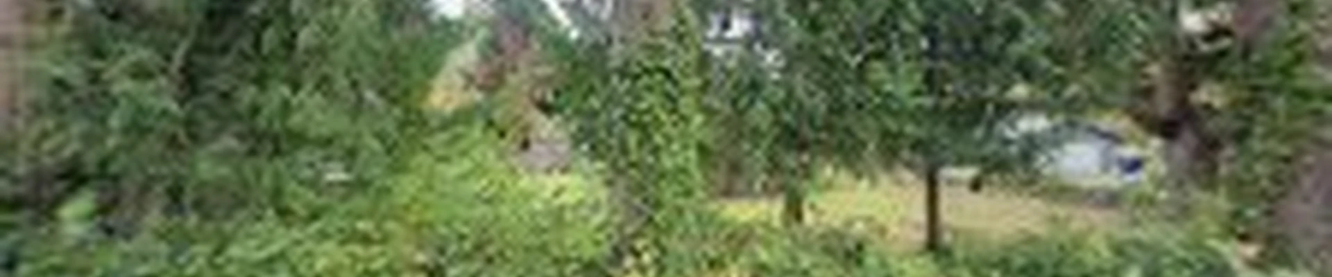 Cascadia Tree Service LLC