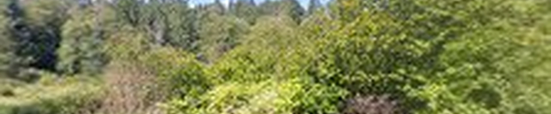 Western Washington Tree Service