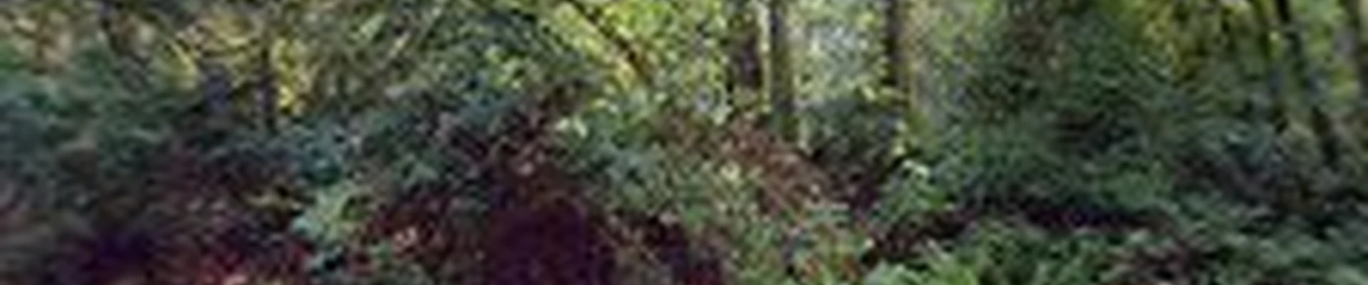 Bainbridge Custom Woodcutting, LLC | Lumber Milling, Stump Grinding