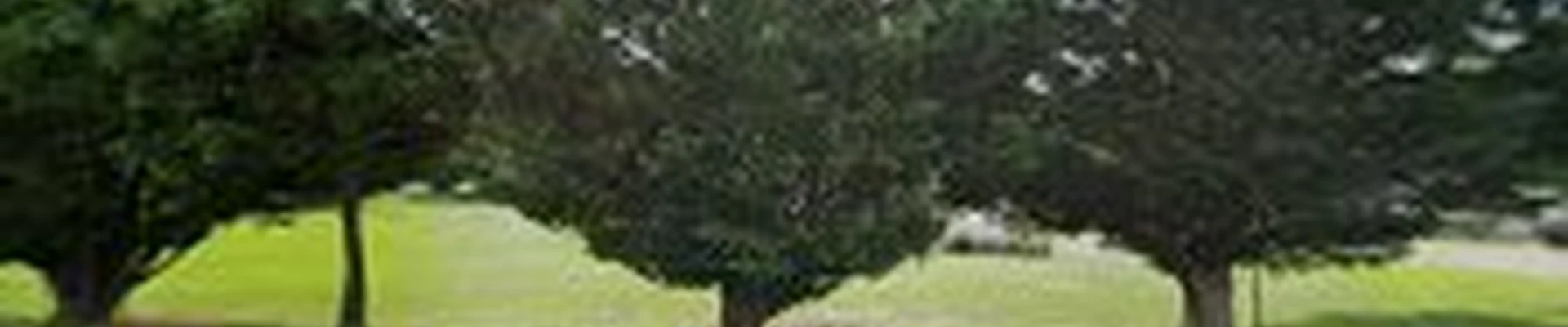D&D Tree Removal