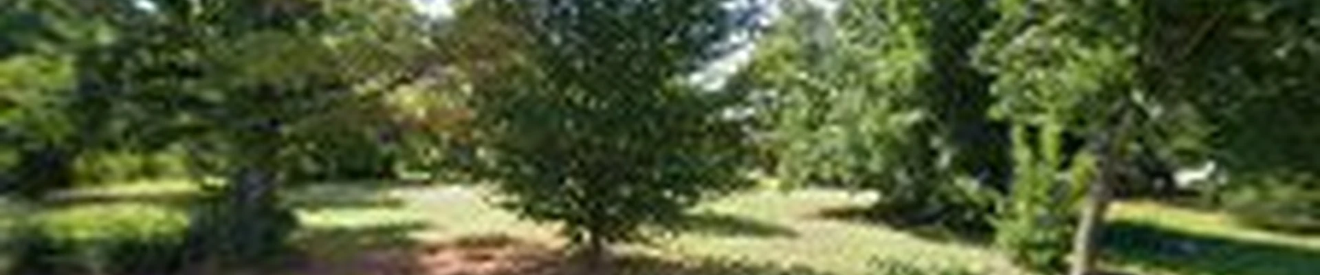 Adams Tree Service