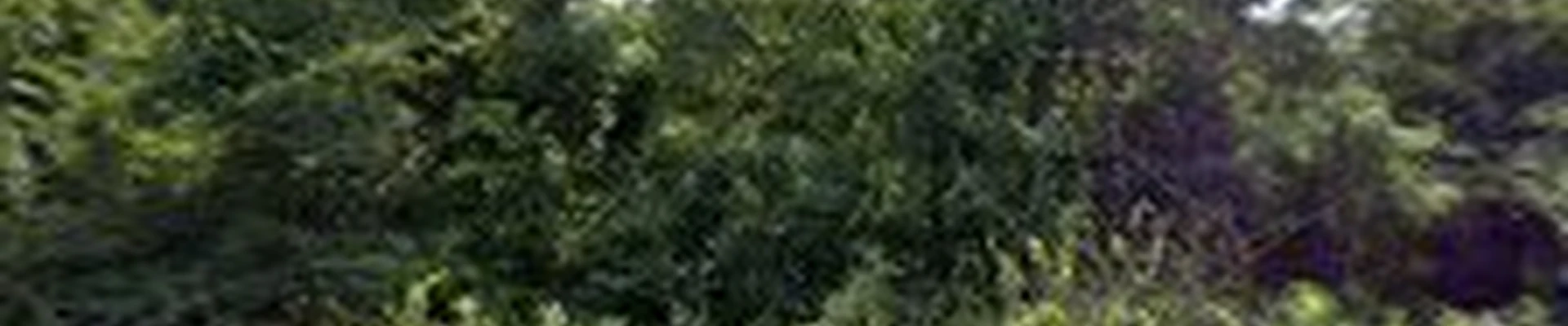 Tree F8 llc