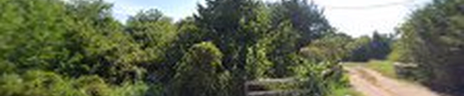 TREES TODAY LLC
