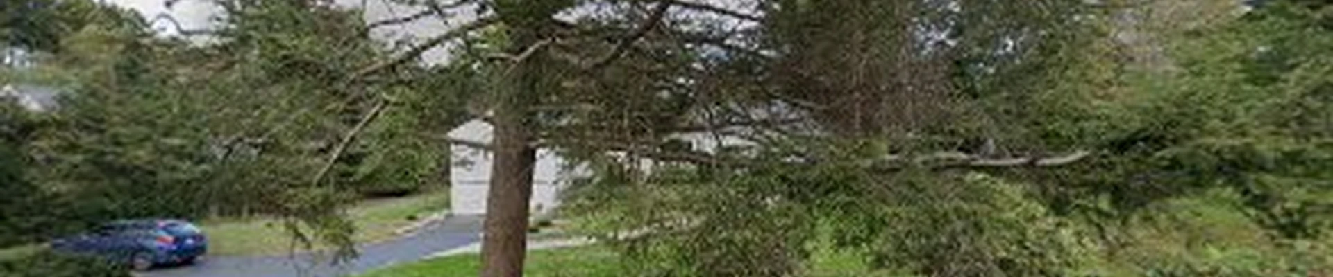 Pollock Bros Tree Service Weston