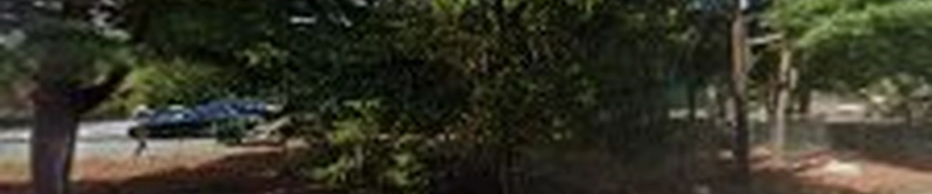 SavATree - Tree Care and Lawn Service