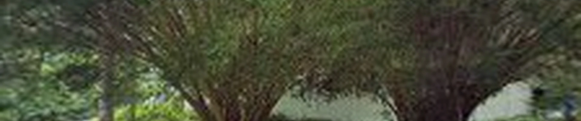 Seaside Arborists Tree Services