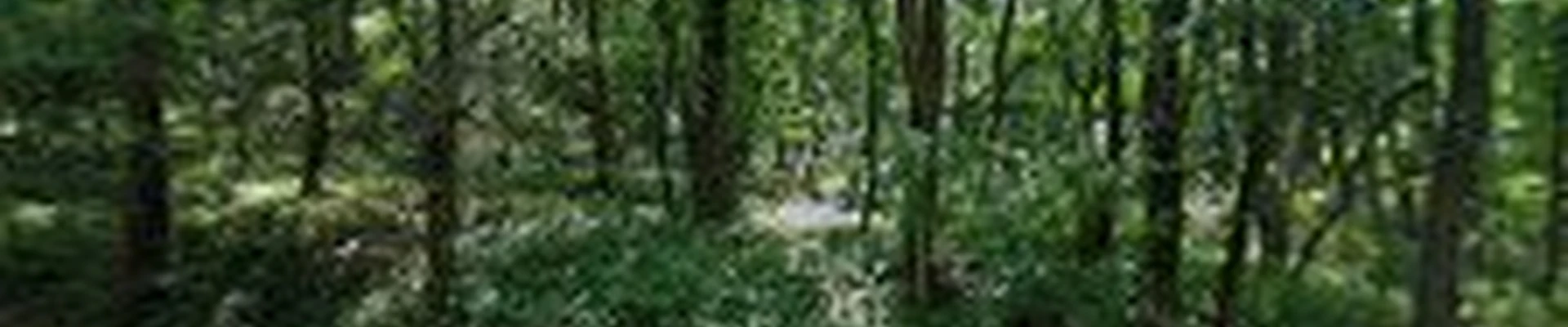 RGS Tree Service Inc