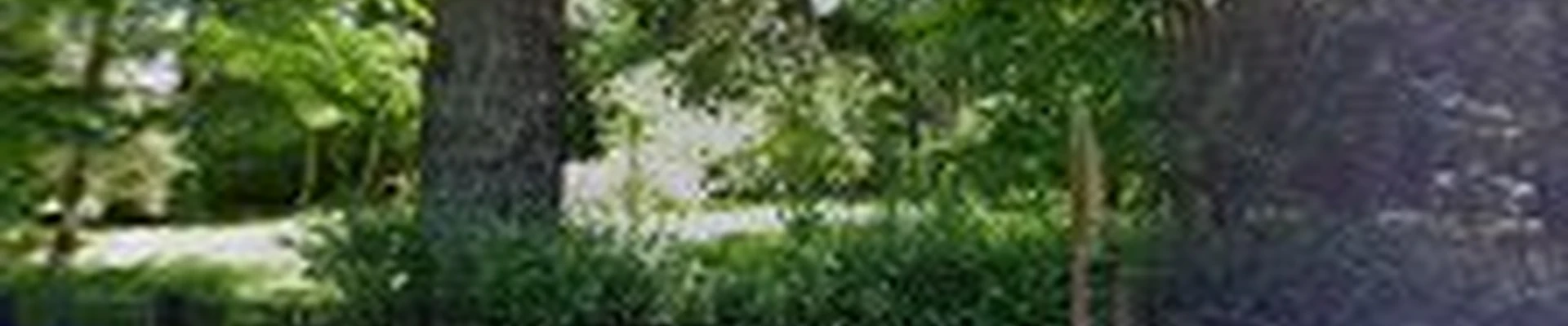 Very Good Stump Grinding & Tree Removal