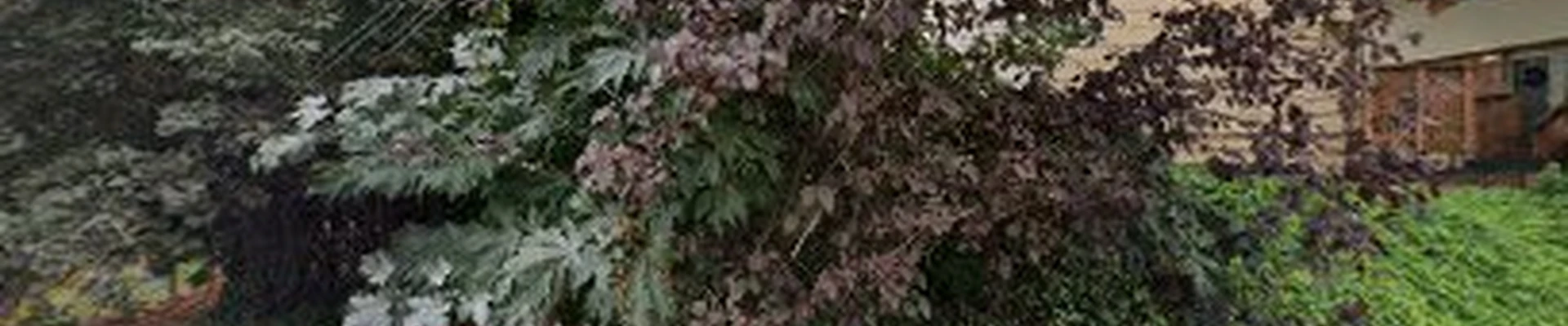 First State Capital Tree Service