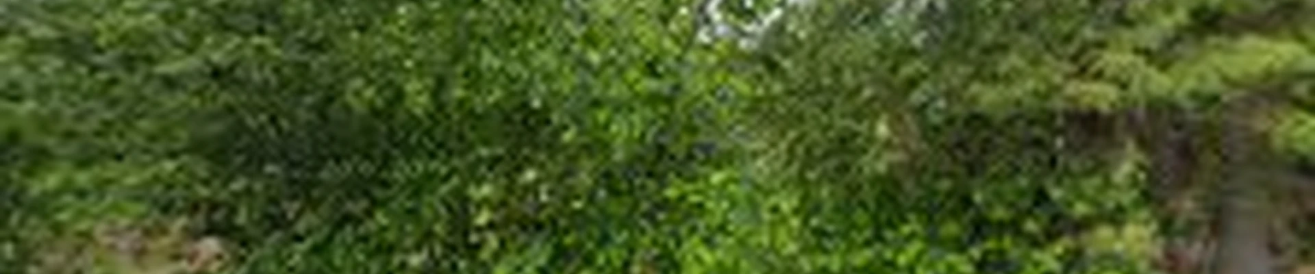 Mt.Hood Tree Services