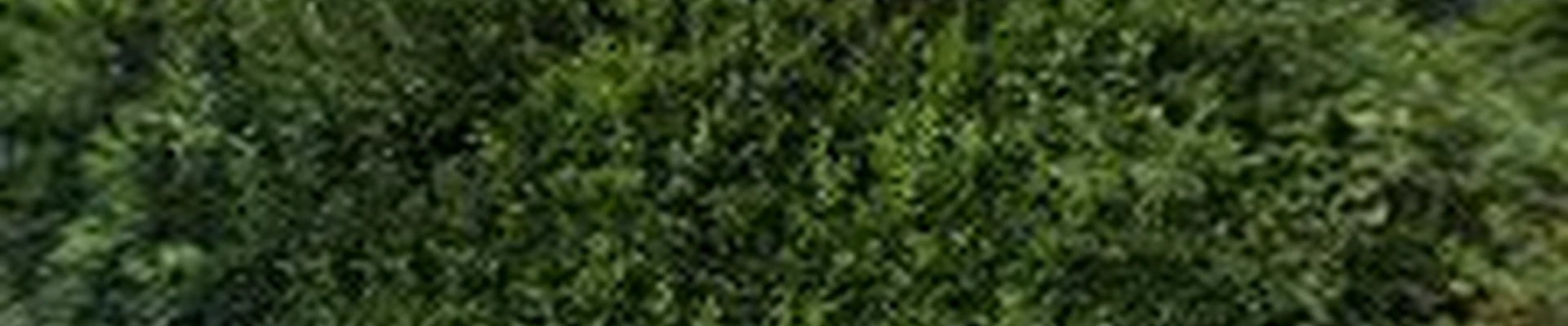 Forest Road Land Service
