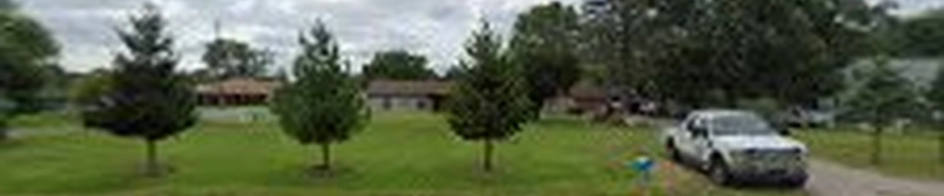 CAMB TREE SERVICE