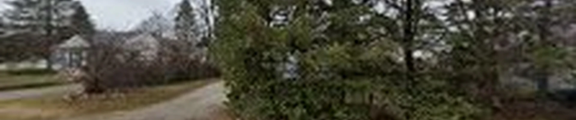 True Cut Tree Care Service