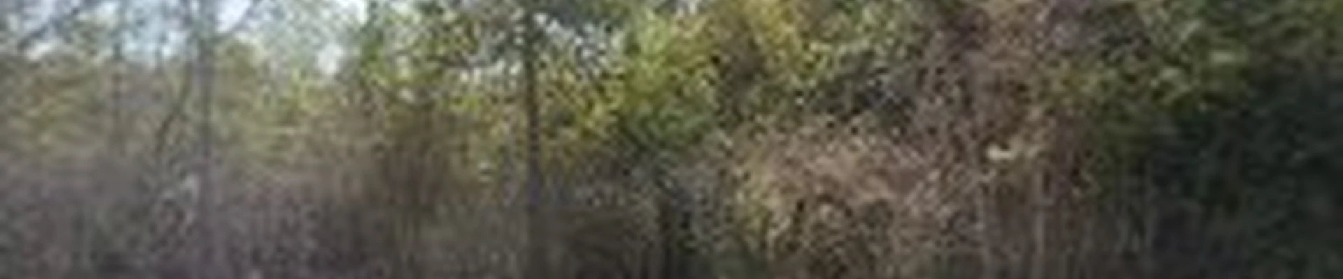 Axpert Tree Service LLC