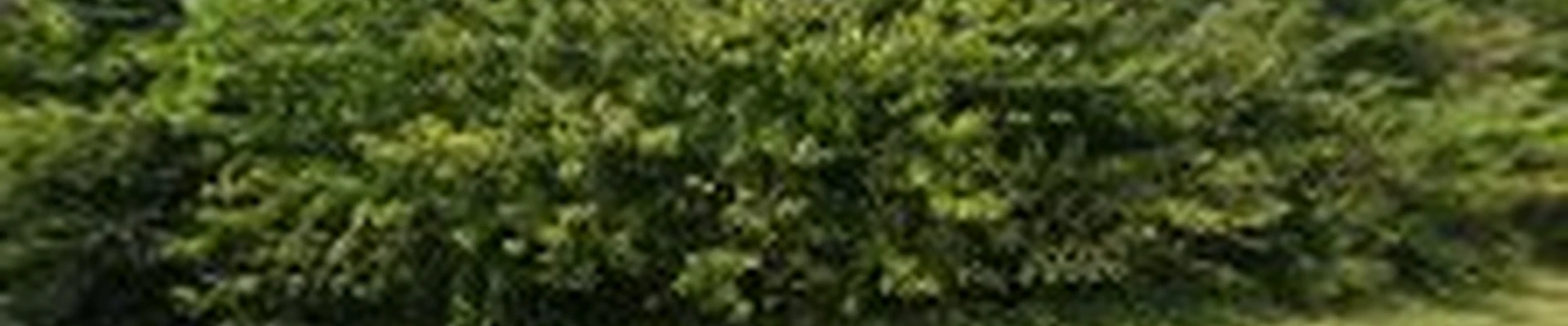 Batts Tree Services